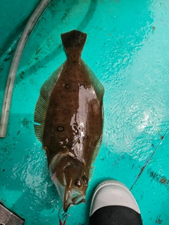 ガンゾウビラメの釣果