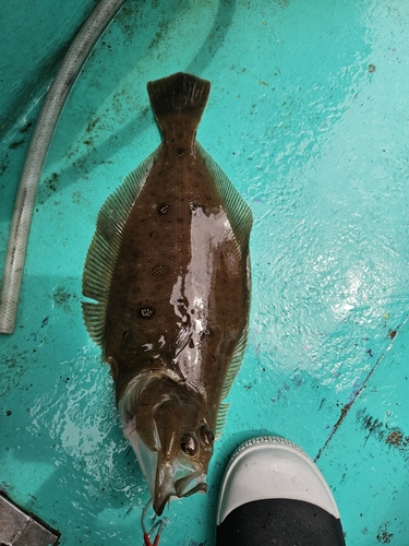 ガンゾウビラメの釣果