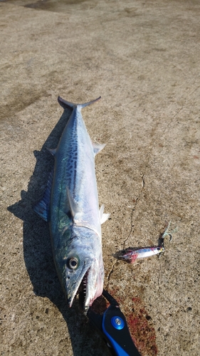 サゴシの釣果