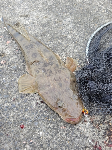 マゴチの釣果