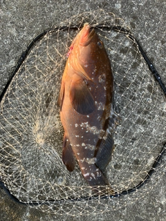 アコウの釣果