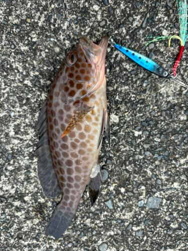 オオモンハタの釣果