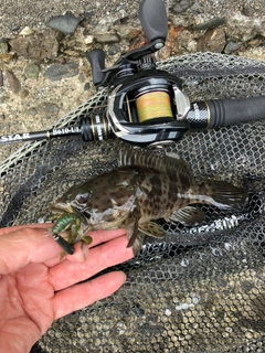 チャイロマルハタの釣果