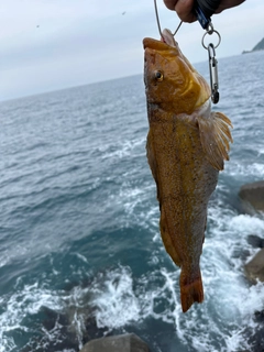 アイナメの釣果