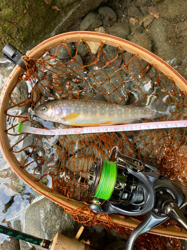 イワナの釣果