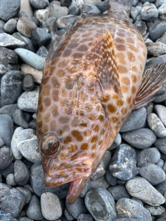 オオモンハタの釣果