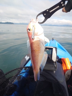 アカアマダイの釣果