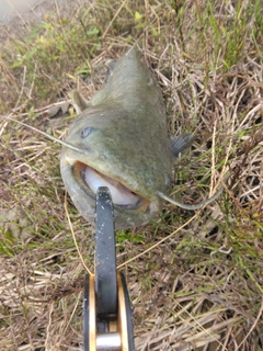 ナマズの釣果