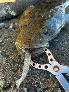 マゴチの釣果