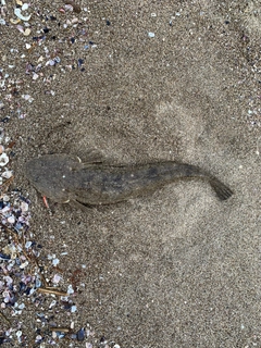 マゴチの釣果