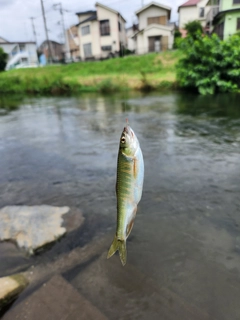 オイカワの釣果