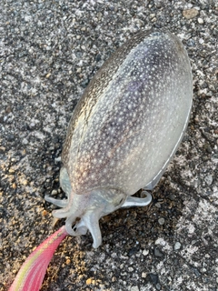 シリヤケイカの釣果