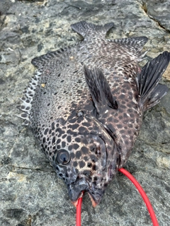 イシガキダイの釣果