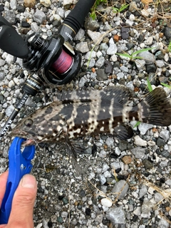 ヤイトハタの釣果