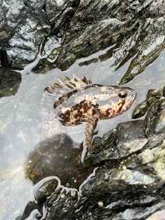 タケノコメバルの釣果