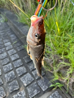 ニゴイの釣果