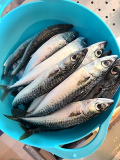 サバの釣果