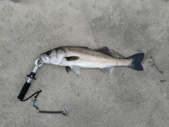 スズキの釣果