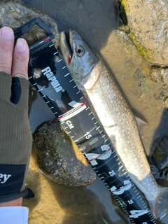 アメマスの釣果