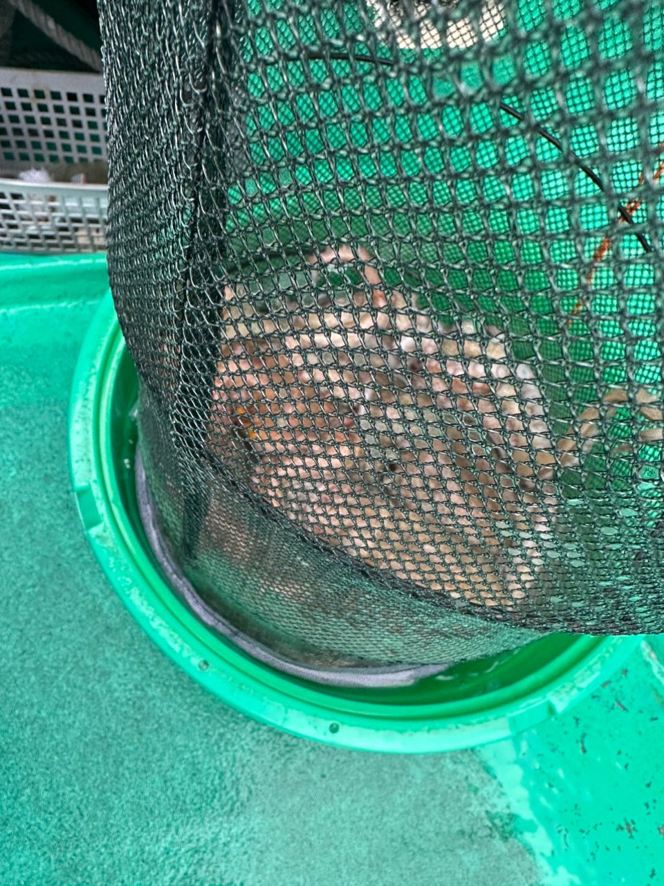 ☆沙乃○☆さんの釣果 2枚目の画像