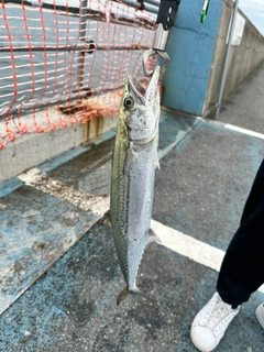 サゴシの釣果