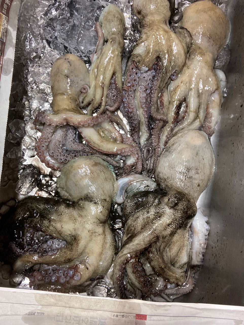 アングラー99984426うっかりカサゴさんの釣果 2枚目の画像