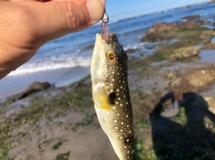 クサフグの釣果