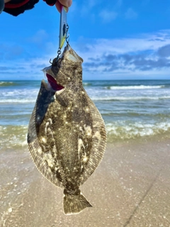 ソゲの釣果