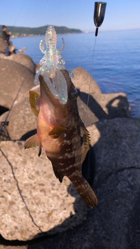 キジハタの釣果