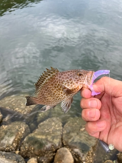 オオモンハタの釣果