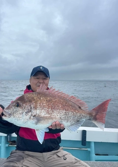 マダイの釣果