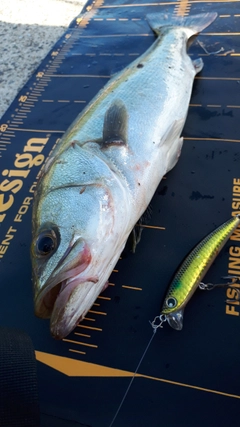 シーバスの釣果