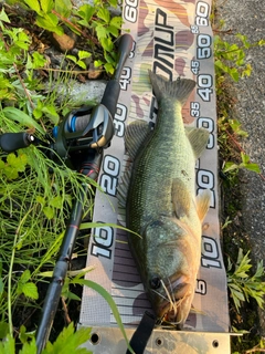 ラージマウスバスの釣果