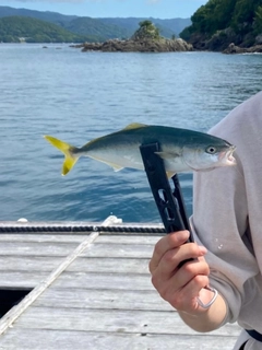 ツバスの釣果