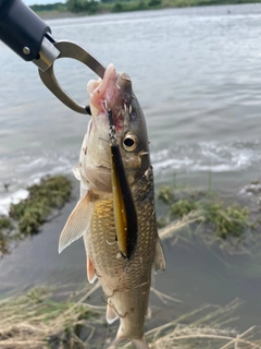 ニゴイの釣果