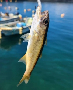 ムツの釣果