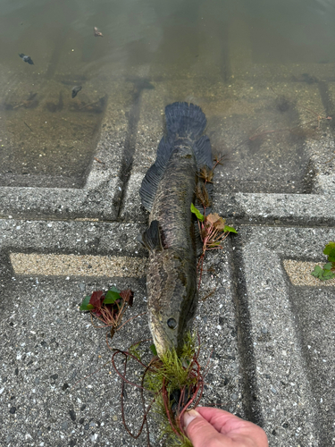 ライギョの釣果