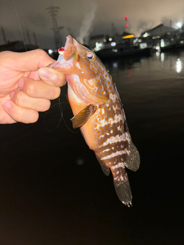 アコウの釣果