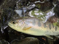 アマゴの釣果