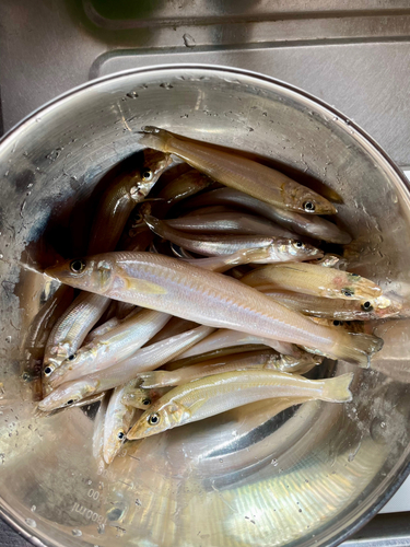 キスの釣果