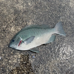 クチブトグレの釣果