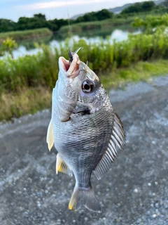 ウンコタレの釣果