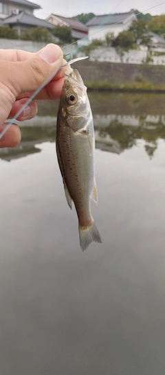 セイゴ（マルスズキ）の釣果