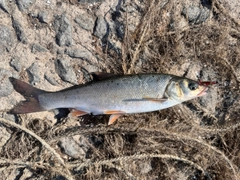 ウグイの釣果