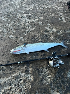 サゴシの釣果