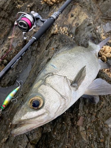 ヒラスズキの釣果