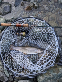 イワナの釣果