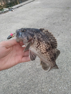 クロソイの釣果