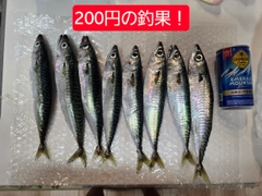 マサバの釣果