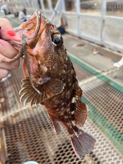 カサゴの釣果